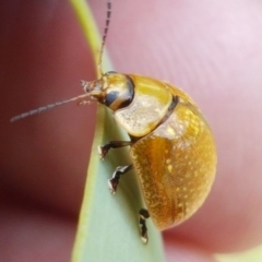 Paropsisterna cloelia at Watson, ACT - 10 Feb 2021