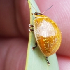 Paropsisterna cloelia at Watson, ACT - 10 Feb 2021