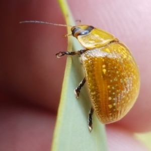 Paropsisterna cloelia at Watson, ACT - 10 Feb 2021