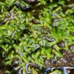 Riccia multifida (A liverwort) at Watson Woodlands - 10 Feb 2021 by tpreston