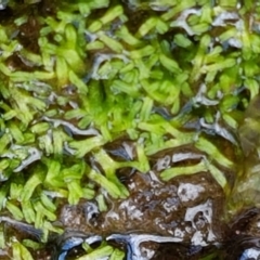 Riccia multifida at Watson, ACT - 10 Feb 2021