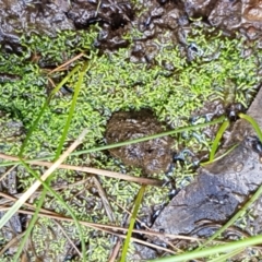 Riccia multifida at Watson, ACT - 10 Feb 2021