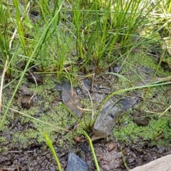 Riccia multifida at Watson, ACT - 10 Feb 2021