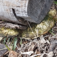 Unidentified Pored or somewhat maze-like on underside [bracket polypores] (TBC) at Watson, ACT - 10 Feb 2021 by tpreston