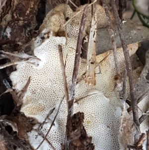 zz Polypore (shelf/hoof-like) at Watson, ACT - 10 Feb 2021