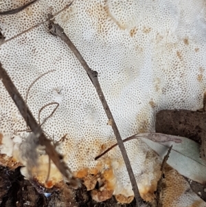 zz Polypore (shelf/hoof-like) at Watson, ACT - 10 Feb 2021