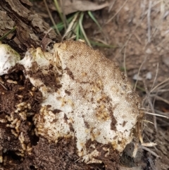 zz Polypore (shelf/hoof-like) at Watson, ACT - 10 Feb 2021