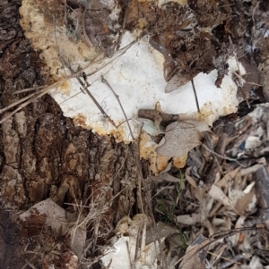 zz Polypore (shelf/hoof-like) at Watson, ACT - 10 Feb 2021