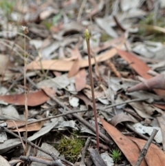 Corunastylis clivicola (Rufous midge orchid) at Mount Painter - 5 Feb 2021 by CathB