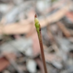 Corunastylis clivicola at Cook, ACT - 5 Feb 2021