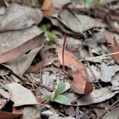 Corunastylis clivicola at Cook, ACT - 5 Feb 2021