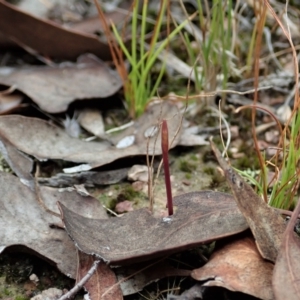 Corunastylis clivicola at Cook, ACT - 5 Feb 2021