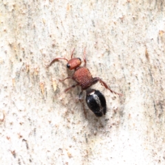 Ephutomorpha sp. (genus) (Mutillid wasp or Velvet ant) at Dryandra St Woodland - 9 Feb 2021 by ConBoekel