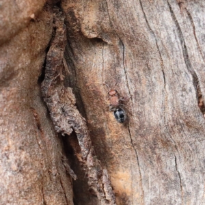 Ephutomorpha sp. (genus) at Dryandra St Woodland - 9 Feb 2021