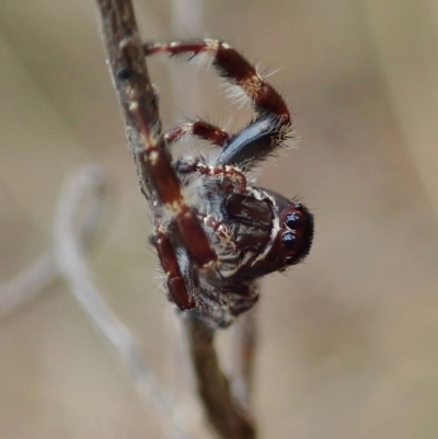 Sandalodes superbus (Ludicra Jumping Spider) at Mount Painter - 5 Feb 2021 by CathB