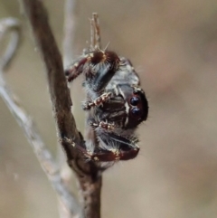 Sandalodes superbus at Cook, ACT - 5 Feb 2021