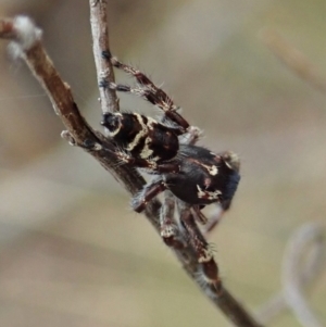 Sandalodes superbus at Cook, ACT - 5 Feb 2021