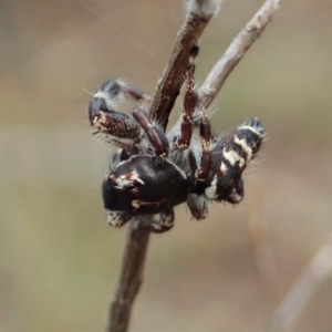 Sandalodes superbus at Cook, ACT - 5 Feb 2021