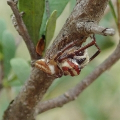 Opisthoncus sp. (genus) (Opisthoncus jumping spider) at Cook, ACT - 5 Feb 2021 by CathB