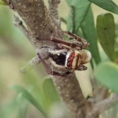 Opisthoncus sp. (genus) at Cook, ACT - 5 Feb 2021 03:54 PM