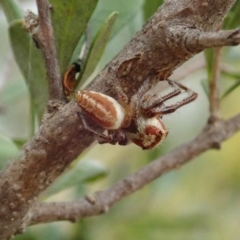 Opisthoncus sp. (genus) at Cook, ACT - 5 Feb 2021 03:54 PM