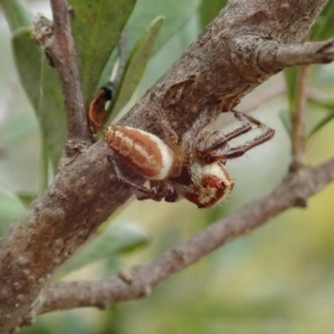 Opisthoncus sp. (genus) at Cook, ACT - 5 Feb 2021 03:54 PM