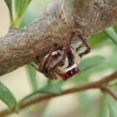 Opisthoncus sp. (genus) at Cook, ACT - 5 Feb 2021