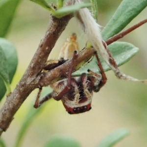 Opisthoncus sp. (genus) at Cook, ACT - 5 Feb 2021