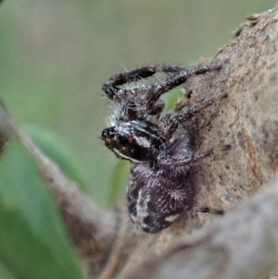 Sandalodes scopifer (White-spotted Sandalodes) at Cook, ACT - 5 Feb 2021 by CathB