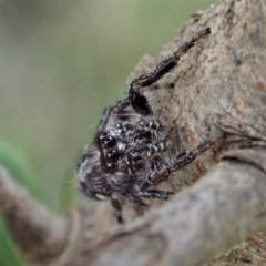 Sandalodes scopifer at Cook, ACT - 5 Feb 2021 03:44 PM