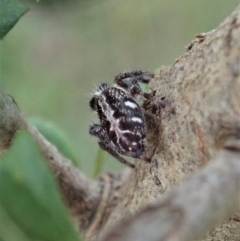 Sandalodes scopifer at Cook, ACT - 5 Feb 2021 03:44 PM