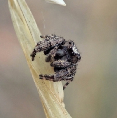 Simaetha sp. (genus) (Unidentified Brown jumper) at Aranda Bushland - 30 Jan 2021 by CathB