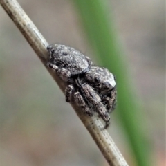 Simaetha sp. (genus) at Holt, ACT - 31 Jan 2021