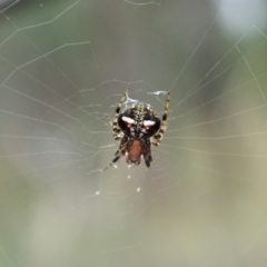 Araneus albotriangulus (White-triangle orb weaver) at Holt, ACT - 31 Jan 2021 by CathB