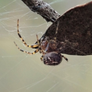 Araneus albotriangulus at Holt, ACT - 31 Jan 2021