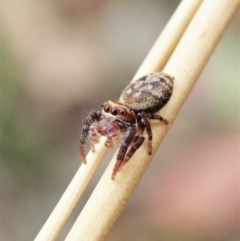 Opisthoncus sp. (genus) (Unidentified Opisthoncus jumping spider) at Holt, ACT - 30 Jan 2021 by CathB