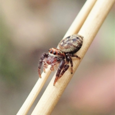 Opisthoncus sp. (genus) (Unidentified Opisthoncus jumping spider) at Holt, ACT - 30 Jan 2021 by CathB