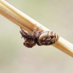 Opisthoncus sp. (genus) at Holt, ACT - 31 Jan 2021