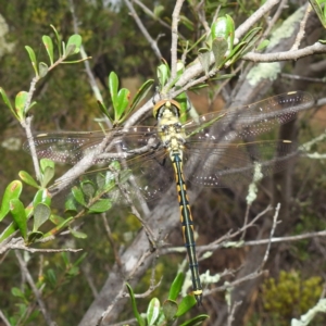 Hemicordulia tau at Kambah, ACT - suppressed