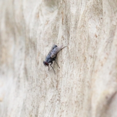 Tachinidae (family) (Unidentified Bristle fly) at Dryandra St Woodland - 9 Feb 2021 by ConBoekel