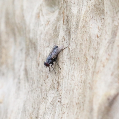 Tachinidae (family) (Unidentified Bristle fly) at O'Connor, ACT - 9 Feb 2021 by ConBoekel