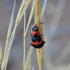 Dicranolaius concinicornis (Melyrid flower beetle) at Holt, ACT - 2 Feb 2021 by CathB