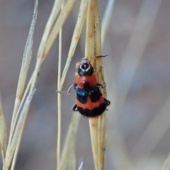 Dicranolaius concinicornis (Melyrid flower beetle) at Holt, ACT - 1 Feb 2021 by CathB