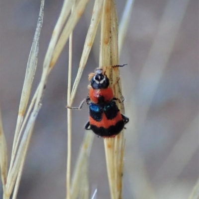 Dicranolaius concinicornis (Melyrid flower beetle) at Mount Painter - 1 Feb 2021 by CathB