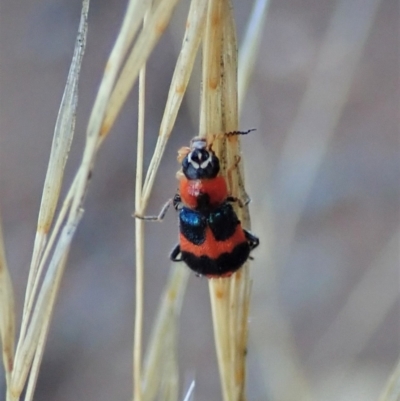 Dicranolaius concinicornis (Melyrid flower beetle) at Holt, ACT - 2 Feb 2021 by CathB