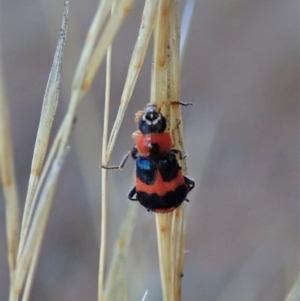 Dicranolaius concinicornis at Holt, ACT - 2 Feb 2021 07:39 AM