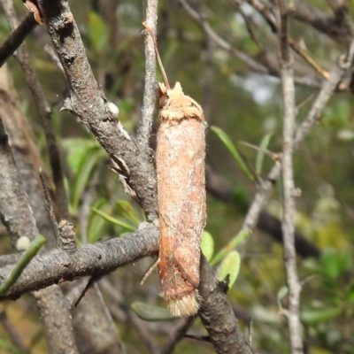 Diarsia intermixta (Chevron Cutworm, Orange Peel Moth.) at Kambah, ACT - 10 Feb 2021 by HelenCross