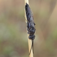 Tiphiidae (family) (Unidentified Smooth flower wasp) at Holt, ACT - 1 Feb 2021 by CathB