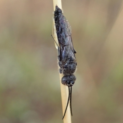 Tiphiidae (family) (Unidentified Smooth flower wasp) at Mount Painter - 1 Feb 2021 by CathB