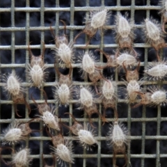 Nymphes myrmeleonoides at Cook, ACT - 2 Feb 2021